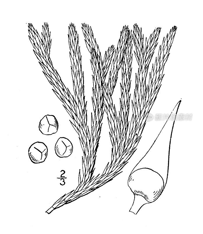 古植物学植物插图:Lycopodium selago, Fir Club moss